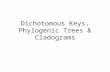 Dichotomous Keys, Phylogenic Trees &  Cladograms