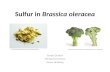 Sulfur in  Brassica oleracea