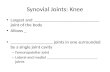 Synovial Joints: Knee