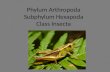 Phylum  Arthropoda Subphylum  Hexapoda Class  Insecta