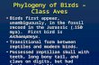 Phylogeny of Birds – Class Aves