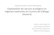 Explotación de vacuno ecológico en régimen extensivo en  Gurrea  de Gállego (Huesca)