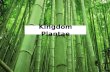 Kingdom  Plantae