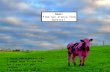 I never saw a purple cow, I never hope to see one; But I can tell you, anyhow