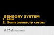 SENSORY SYSTEM  1.  PAIN 2. Somatosensory cortex