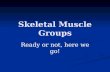 Skeletal Muscle Groups