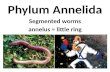 Phylum  Annelida