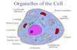 Contain digestive enzymes Found: Animal cells Jobs: 1) Autolysis: Destroy dying cell