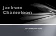 Jackson Chameleon