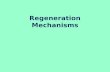 Regeneration Mechanisms