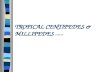 TROPICAL CENTIPEDES & MILLIPEDES 2-20-05