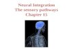 Neural  Integration The sensory pathways Chapter 15