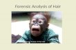 Forensic Analysis of Hair