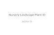 Nursery Landscape Plant ID