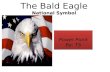 The Bald Eagle National Symbol