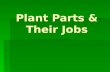 Plant Parts & Their Jobs