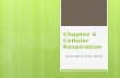 Chapter 4 Cellular Respiration