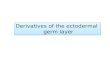 Derivatives of the ectodermal                  germ layer