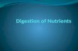 Digestion of Nutrients