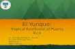 El  Yunque : Tropical Rainforest of Puerto Rico