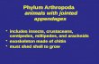 Phylum Arthropoda   animals with jointed appendages