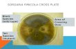 Sordaria fimicola  Cross plate