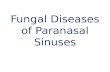 Fungal Diseases of  Paranasal  Sinuses