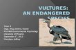 Vultures:  An Endangered  S pecies