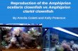 Reproduction of the  Amphiprion ocellaris  clownfish vs  Amphiprion clarkii  clownfish