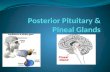 Posterior Pituitary & Pineal Glands