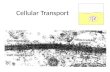 Cellular  Transport