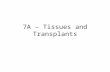 7A – Tissues and Transplants