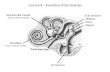 Lecture 8 – Evolution of Ear  Ossicles
