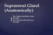 Suprarenal Gland (Anatomically)