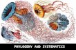 PHYLOGENY AND SYSTEMATICS