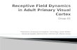 Receptive Field Dynamics in Adult Primary Visual Cortex
