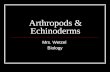 Arthropods & Echinoderms