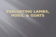 Evaluating lambs, Hogs, & Goats