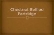 Chestnut Bellied Partridge