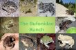 The  Bufonidae  Bunch