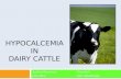 Hypocalcemia in dairy cattle