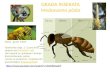 GRAĐA INSEKATA Medonosna pčela