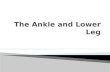 The Ankle and Lower Leg