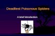 Deadliest Poisonous Spiders