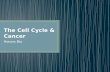 The Cell Cycle & Cancer