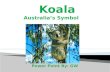 Koala Australia’s Symbol