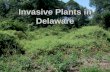 Invasive Plants in Delaware