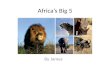 Africa’s Big 5