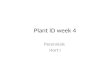 Plant ID week 4