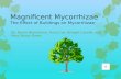 Magnificent  Mycorrhizae The Effect of Buildings on  Mycorrhizae
